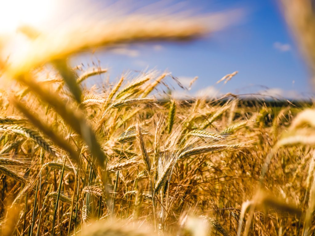 Saatgut, Ackerbau, Landwirtschaft, Getreide, Landhandel